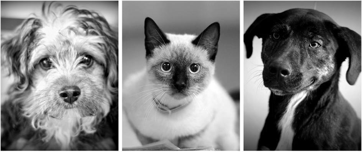 Pets to foster